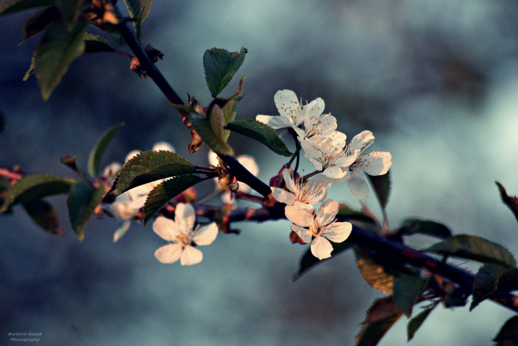 The flower