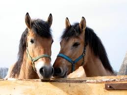 sweet horsy