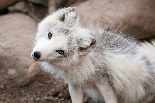 Fox
