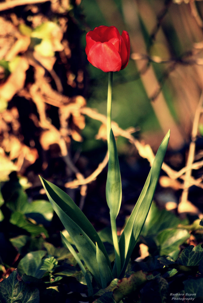 The flower