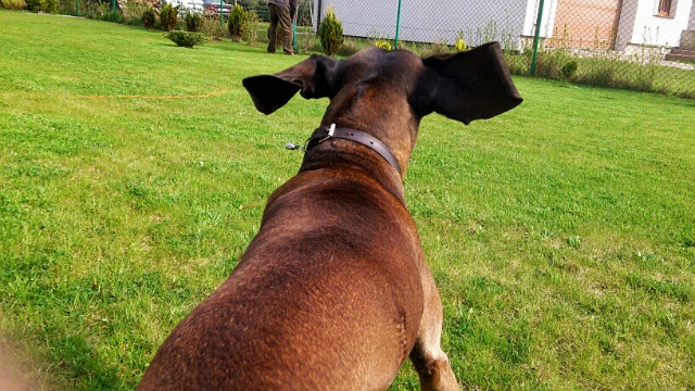 astor