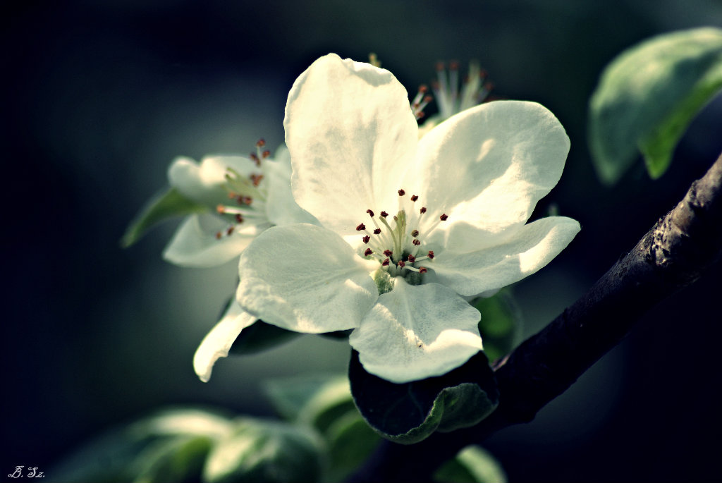 The flower