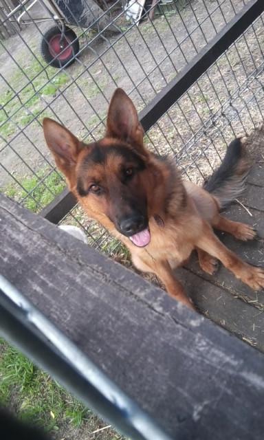 Rambo ;3