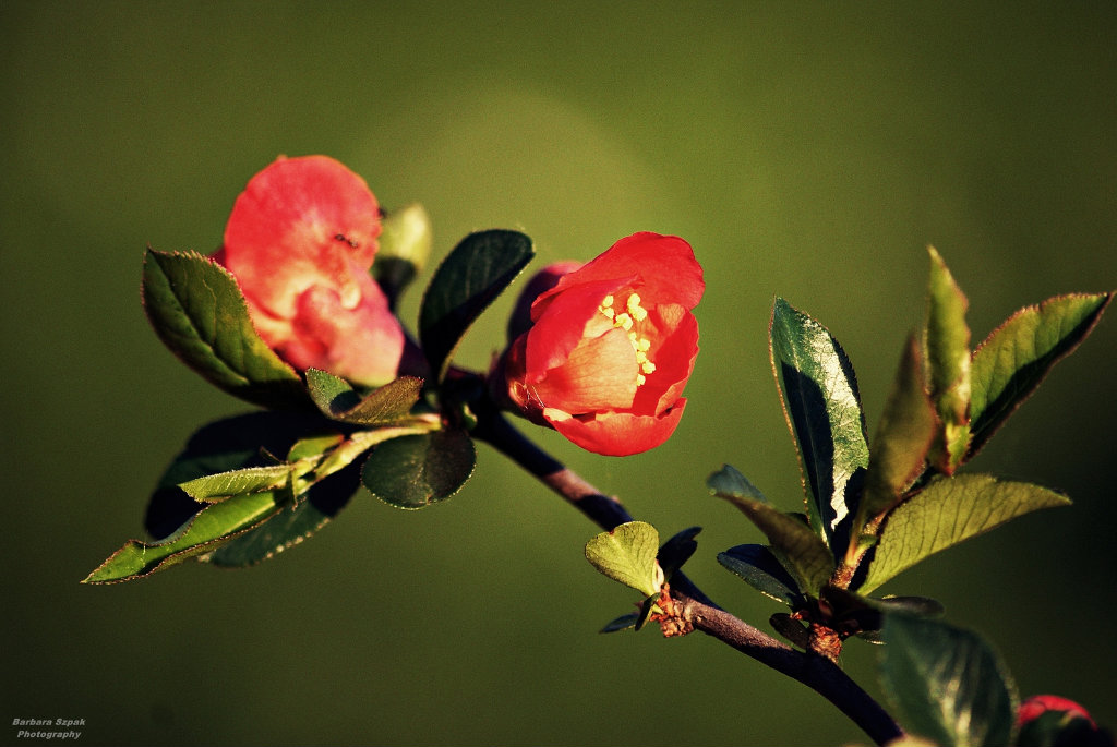 The flower