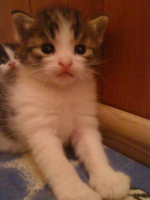Mrr kociiak :**