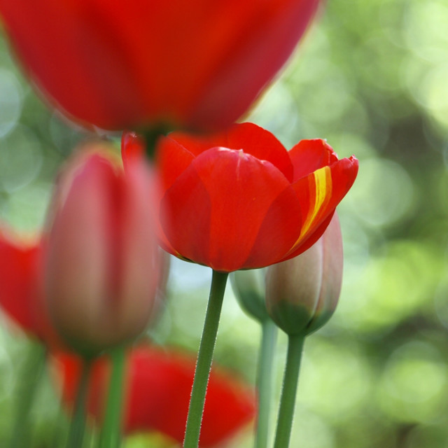 tulips