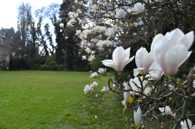 Magnolia