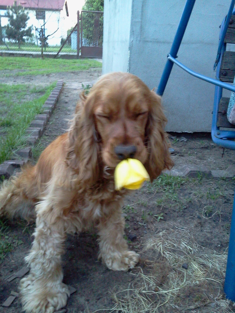 milunia;*