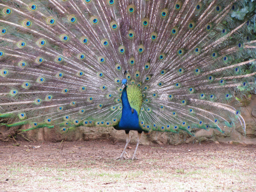 peacock