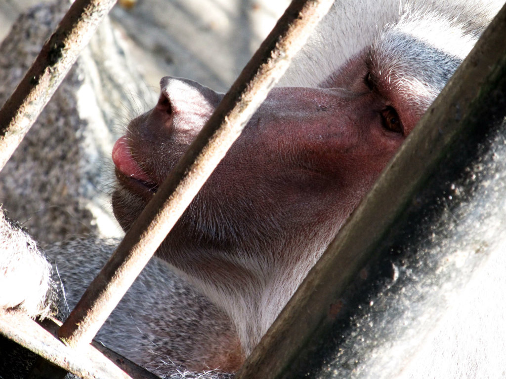 ZOO