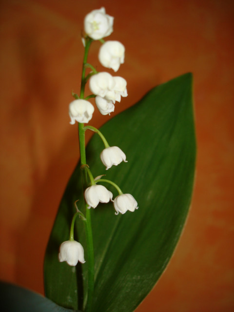 Lilies of the valley:)