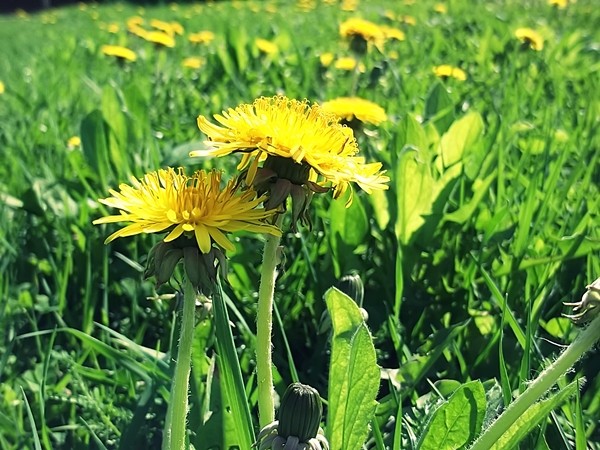 Yellow.