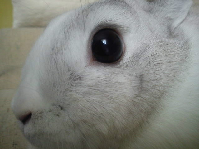 Kubaa ;**