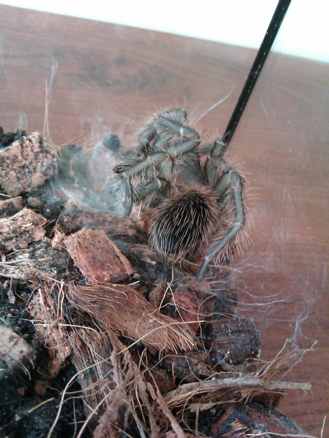Lasiodora parahybana L10