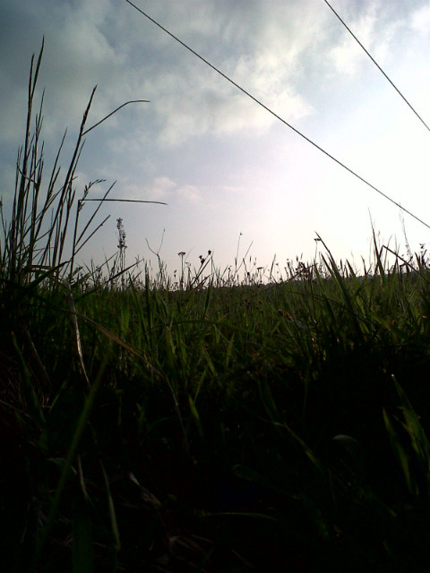 in the grass