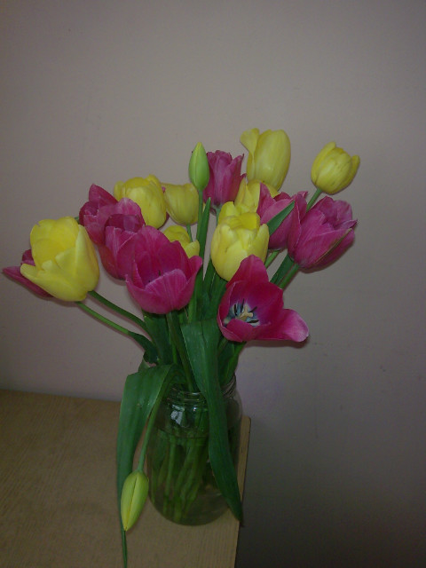 tulipany