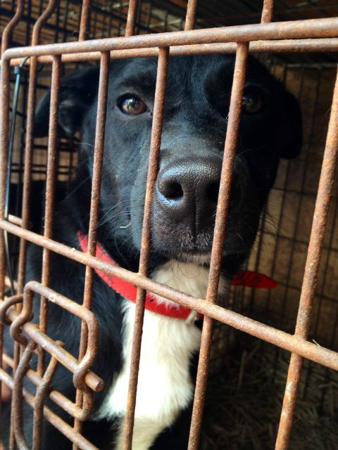 Pongo! 