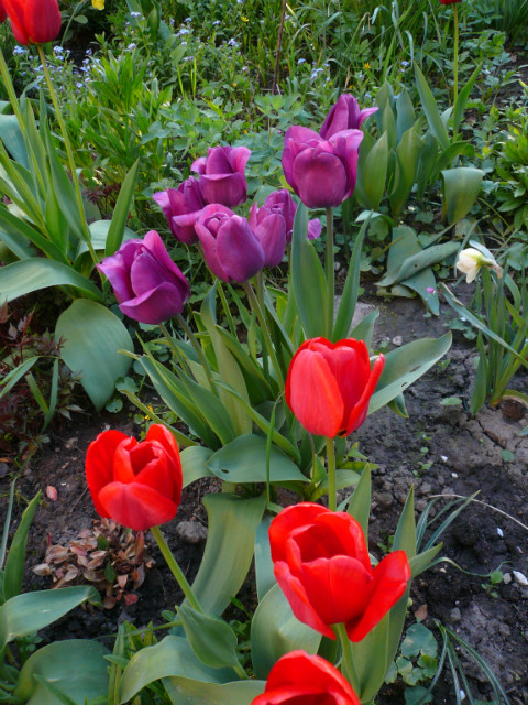 tulipany 