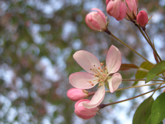flower