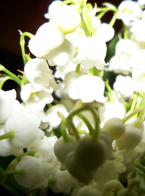 Love is a flower :D