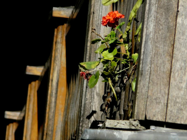 bachbachbach