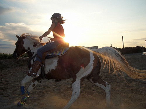 horse