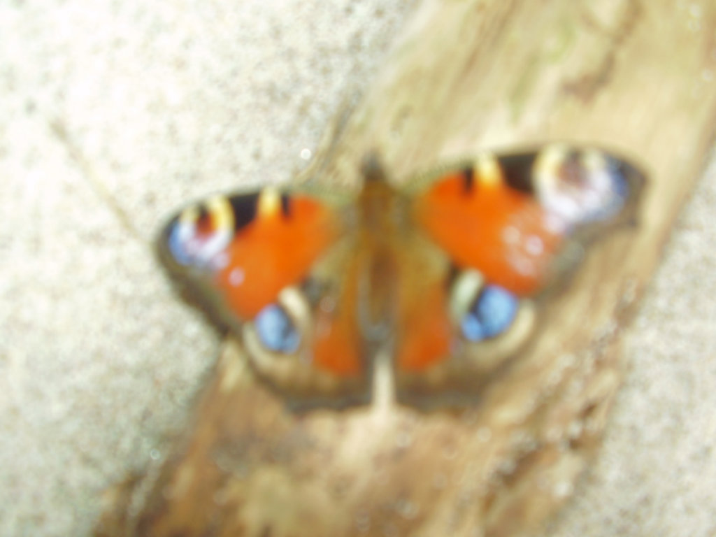 POLSKI MOTYL