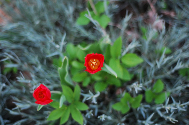 fleur