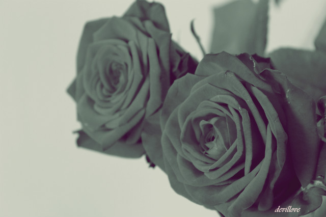 rose . 