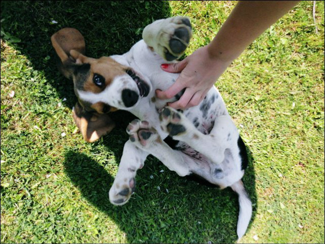 RIP MY BEST BEAGLE