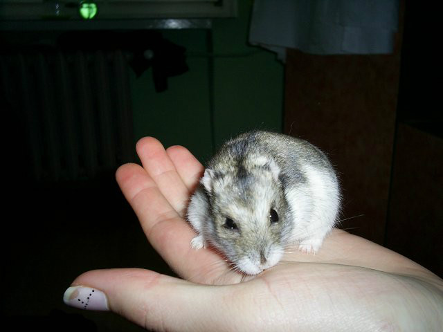 chomik dungarski
