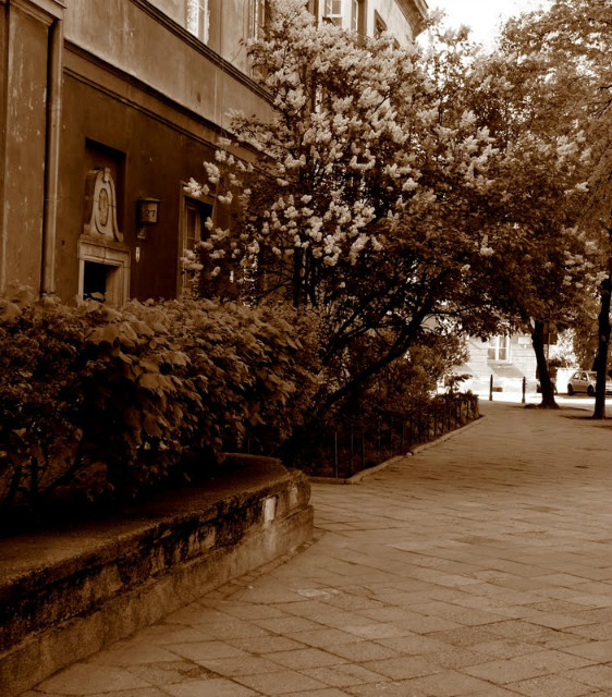 Ciufcia