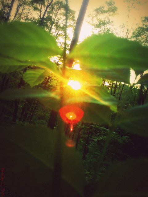 Sun Shine