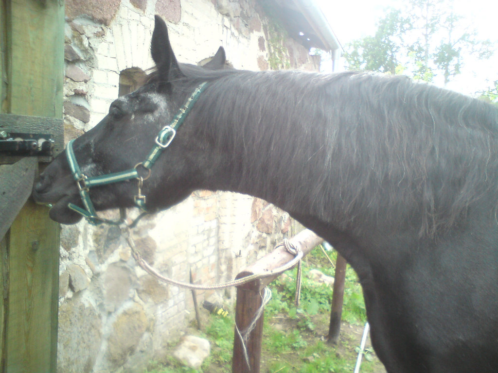 Regate :)