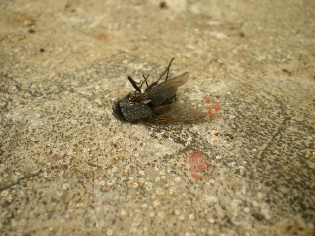 fly