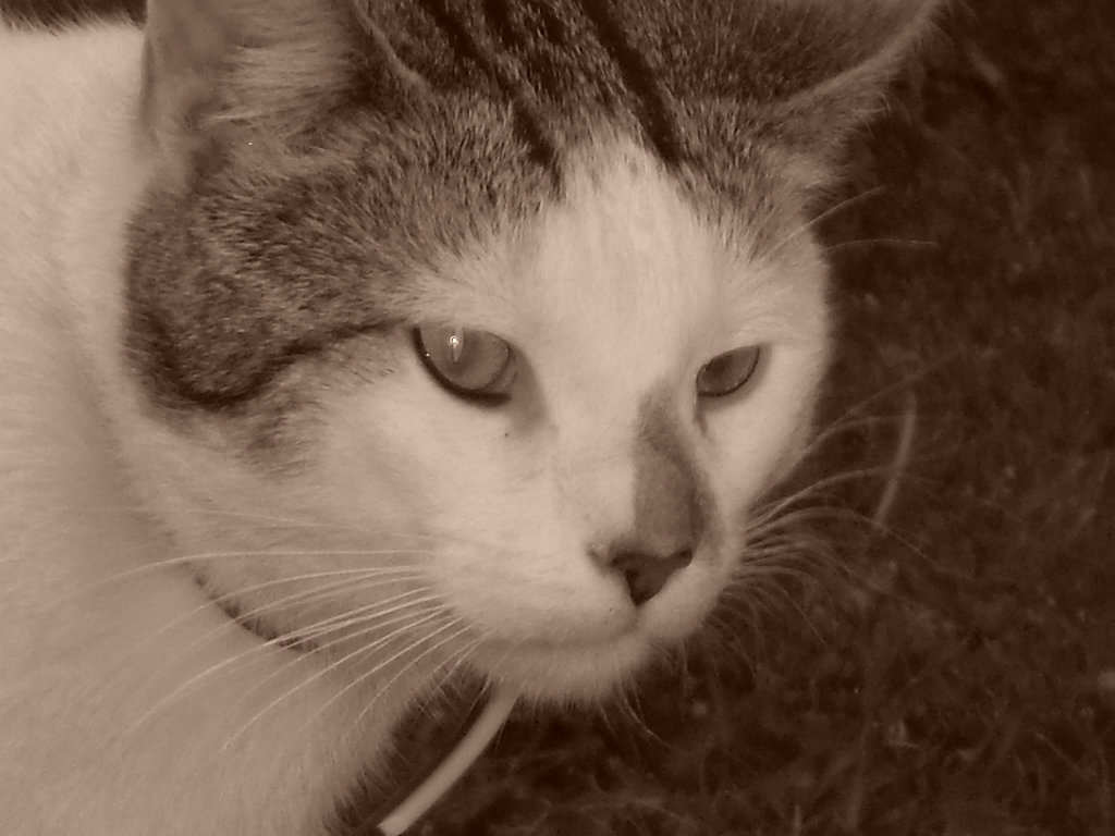 Niku