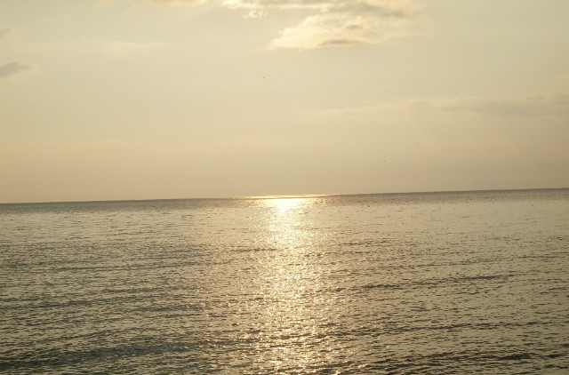 morzee