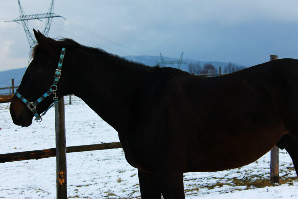 Desiak :)