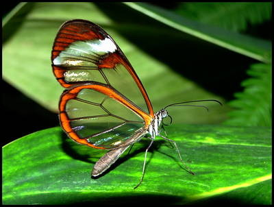 Motyl