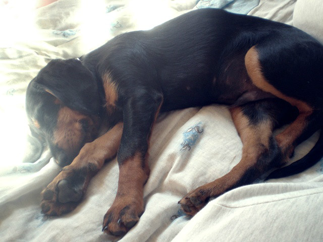 maluch;*