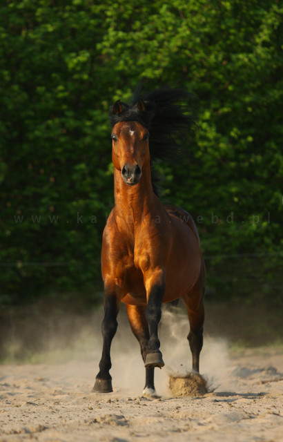 Linde Hoeve's Optimist