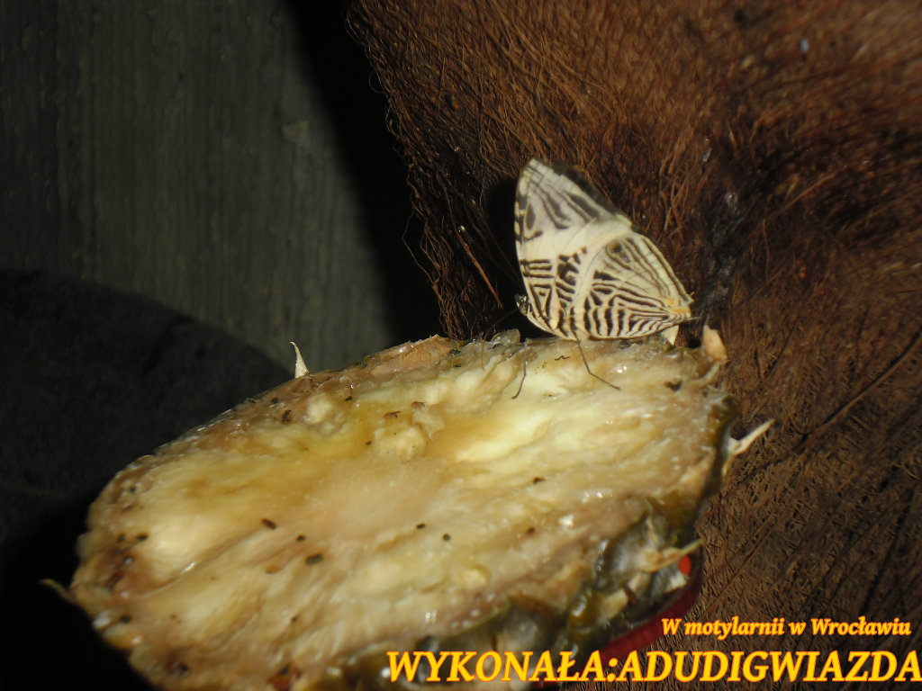 Motylarnia we Wrocawiu