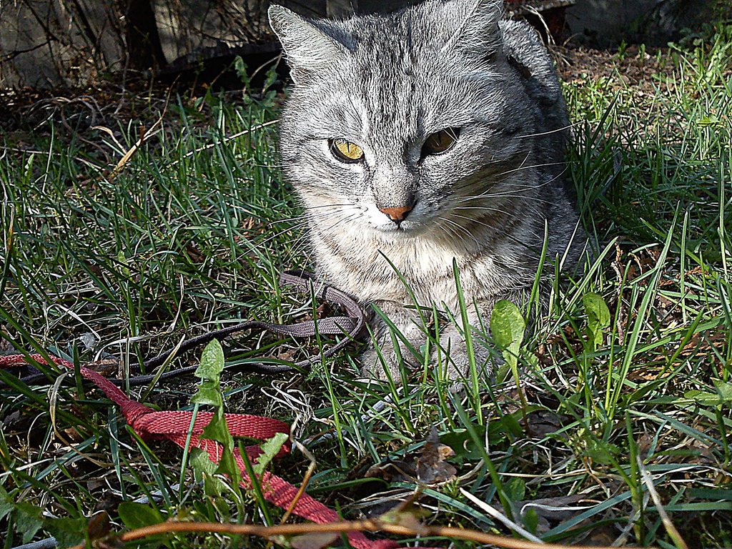 Kotek 