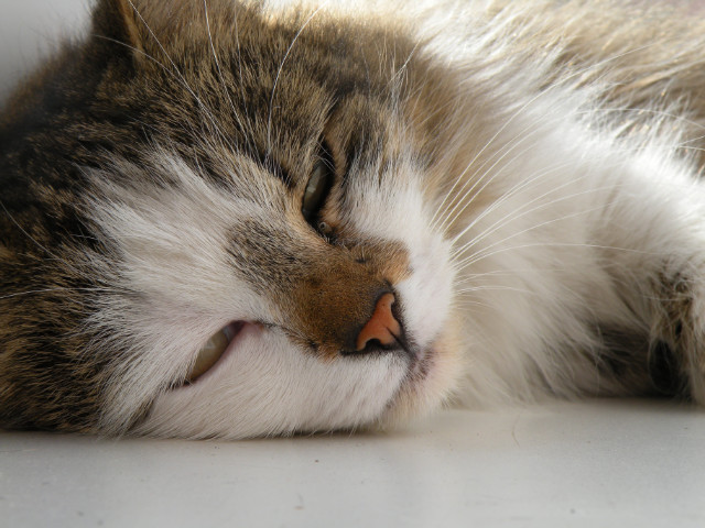 Puska ;33 . 