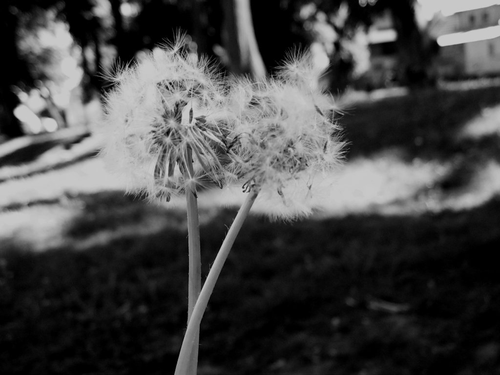 lightness . .