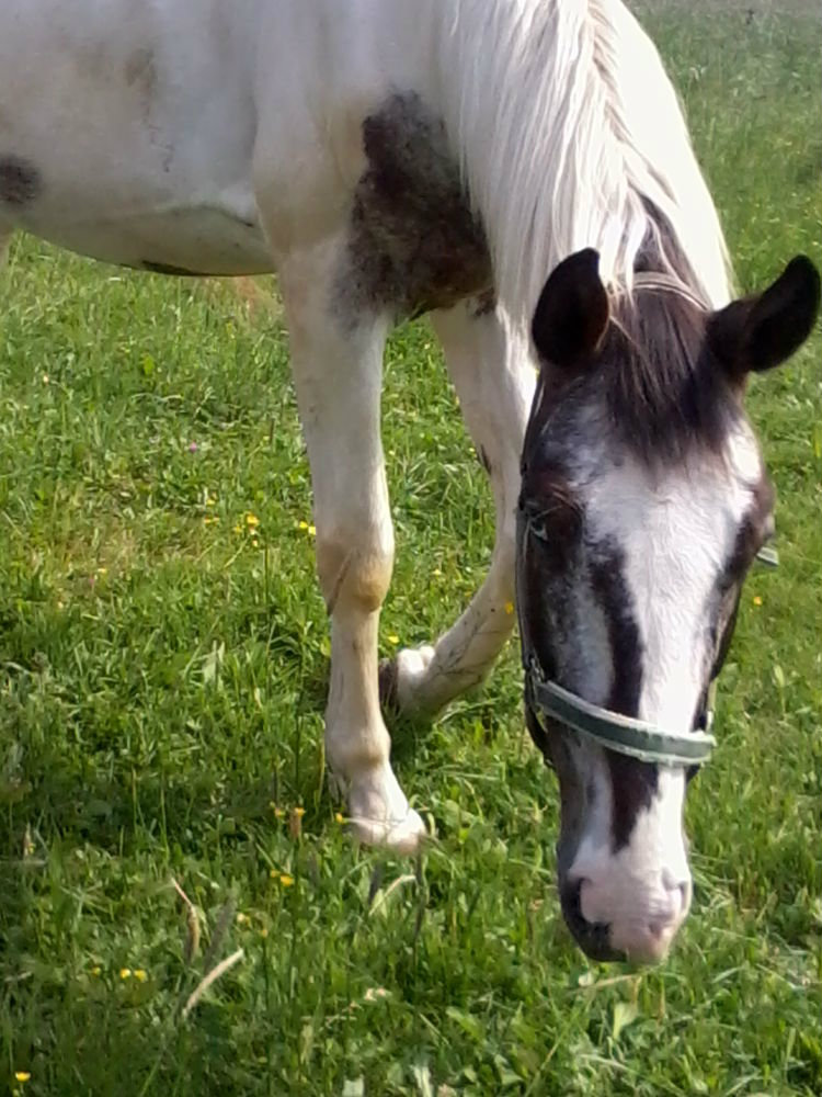 Nestorek   &#9829; 