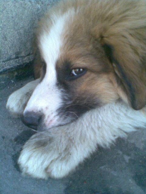 Mj :*