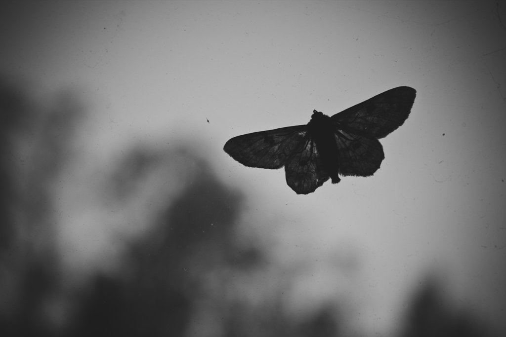 Ci ma 