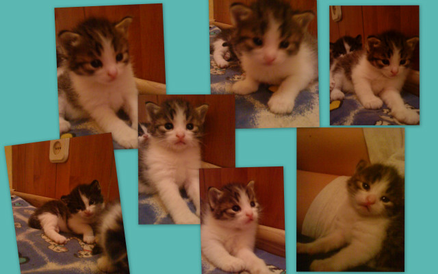 Nie moje arcy ! :