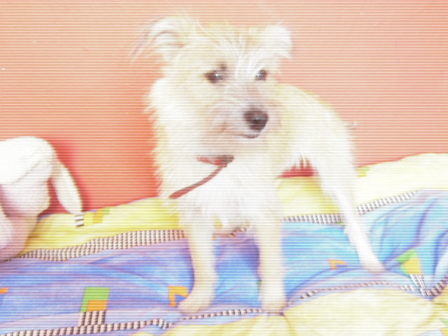 fiona :) troszke rozmazane